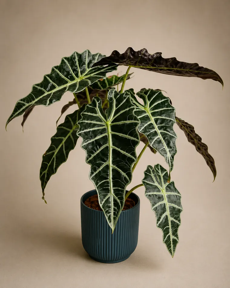 Alocasia
