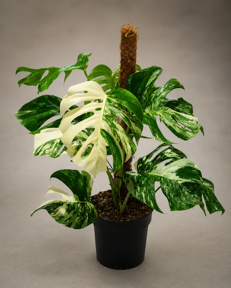 Monstera