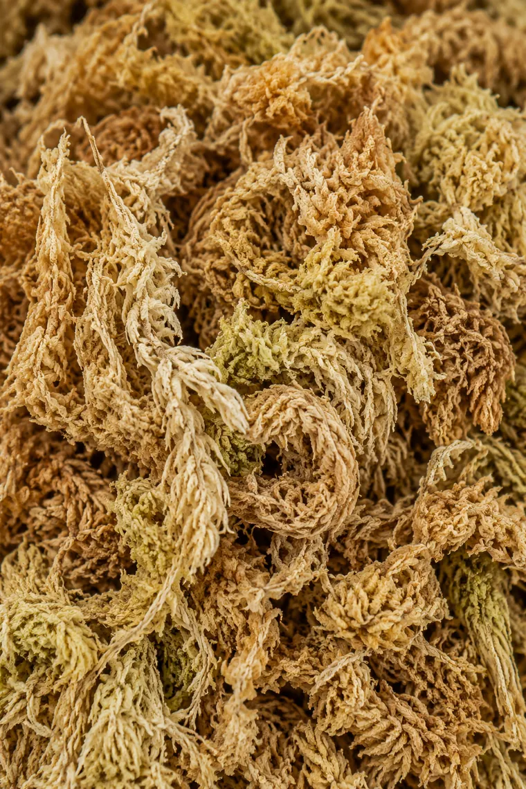 Musgo Sphagnum